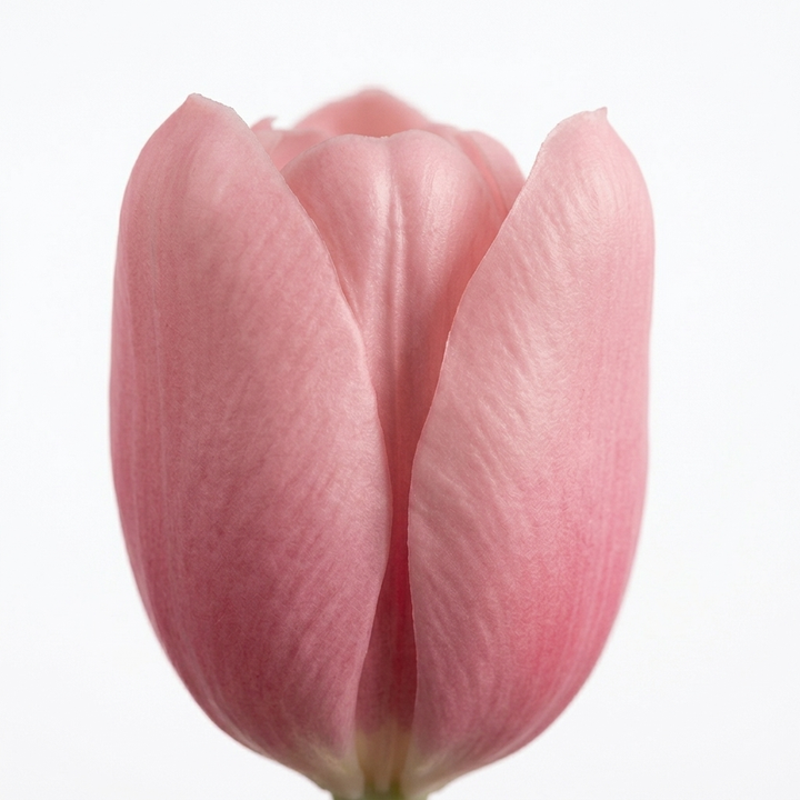 Bloomara™ – Real Touch Latex Tulip Bouquet